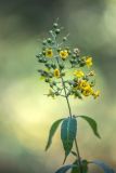 Lysimachia vulgaris. Верхушка цветущего растения с завязавшимися плодами. Воронежская обл., Воронежский заповедник, опушка смешанного леса. 11.07.2024.