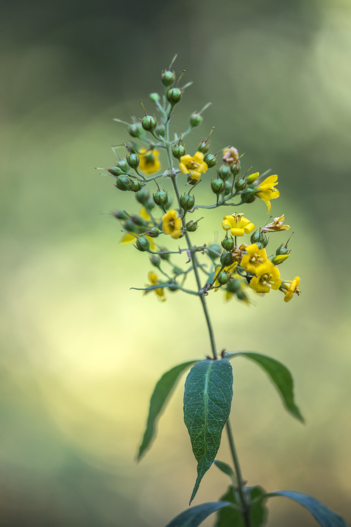 Image of Lysimachia vulgaris specimen.