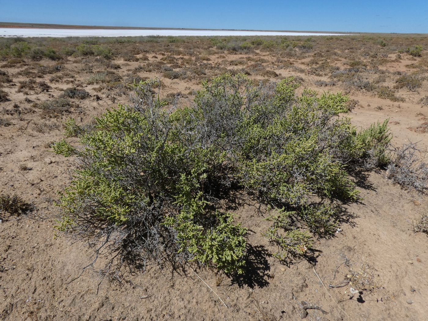 Image of Anabasis salsa specimen.