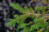 Picea obovata