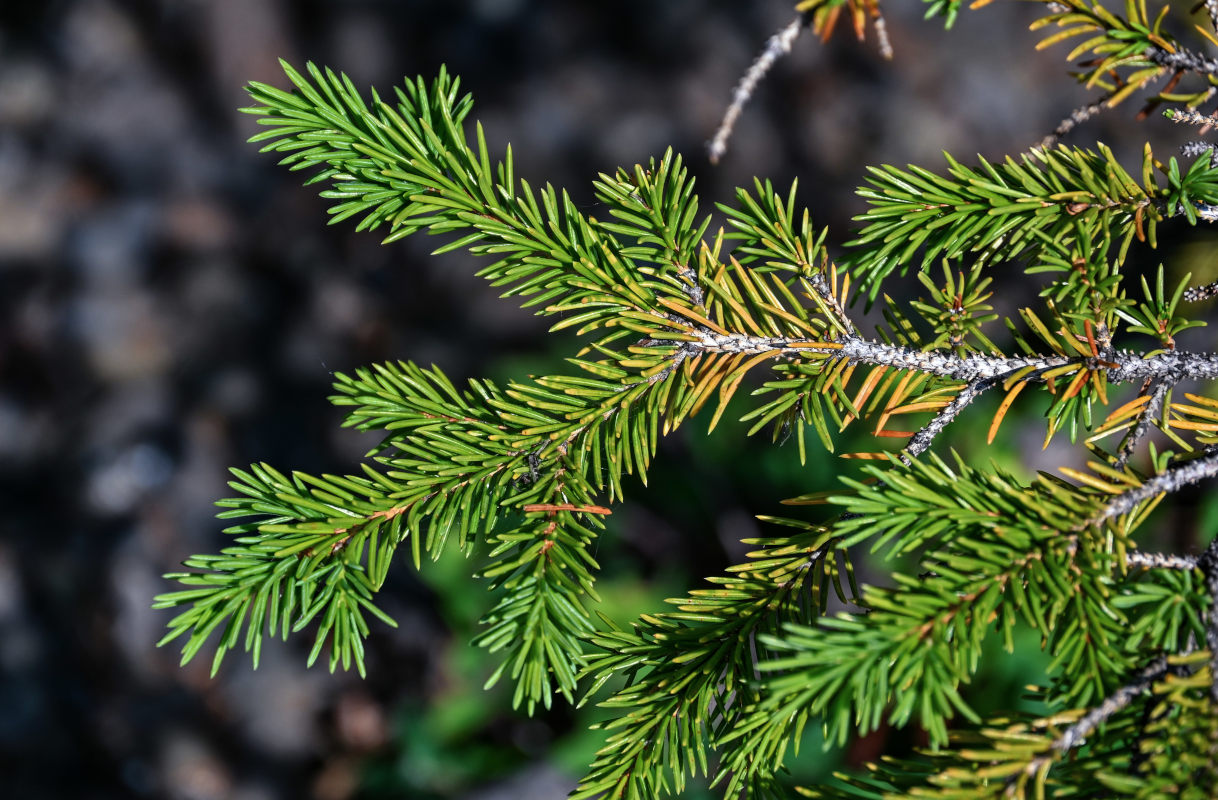 Изображение особи Picea obovata.