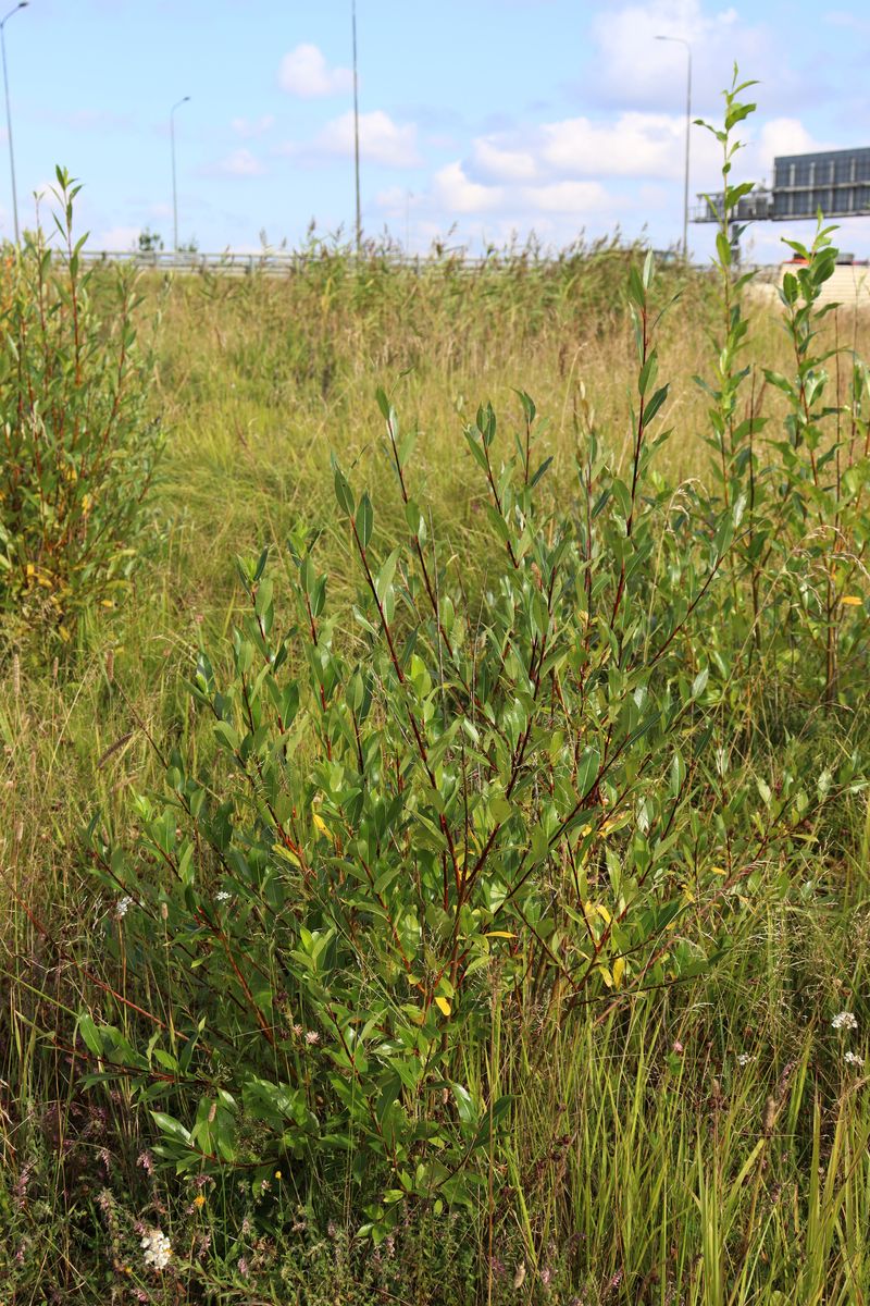 Image of genus Salix specimen.