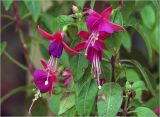 Fuchsia hybrida