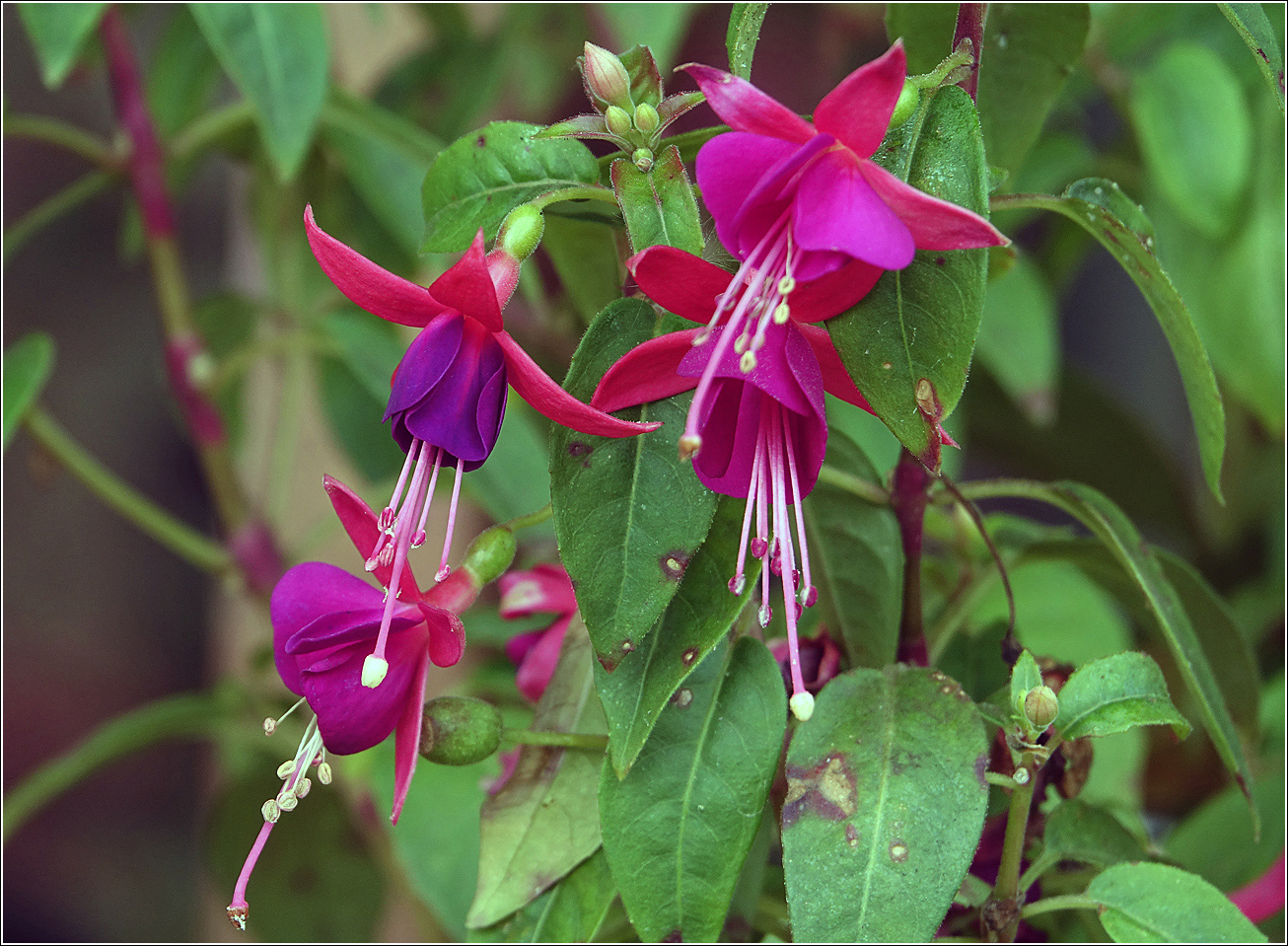 Image of Fuchsia hybrida specimen.