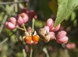 Euonymus europaeus