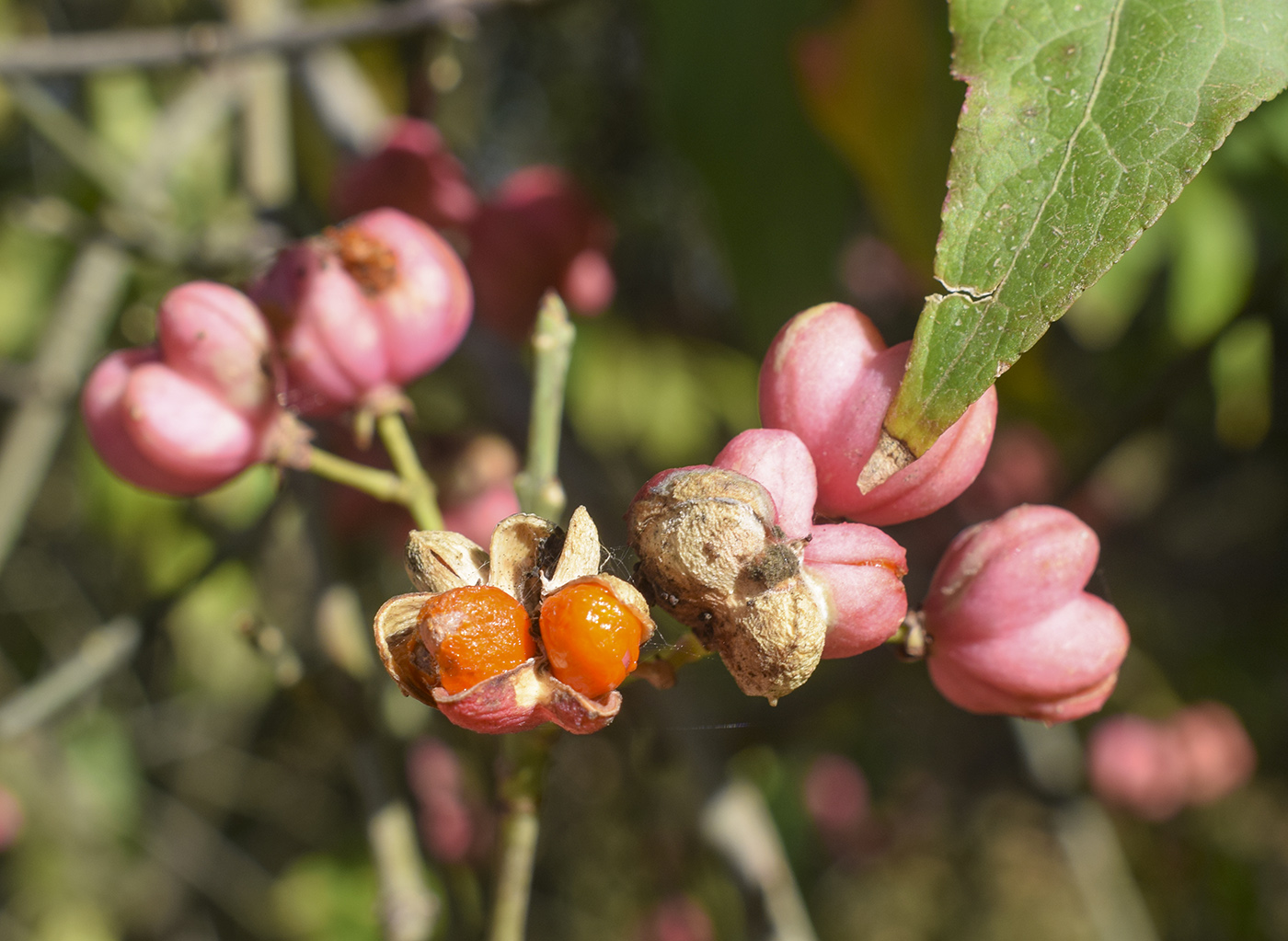 Изображение особи Euonymus europaeus.