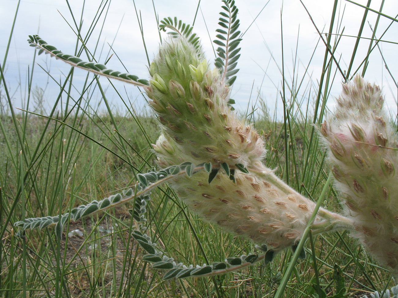 Image of Astragalus alopecurus specimen.