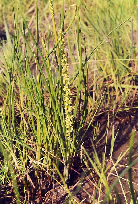 Image of Triglochin maritima specimen.