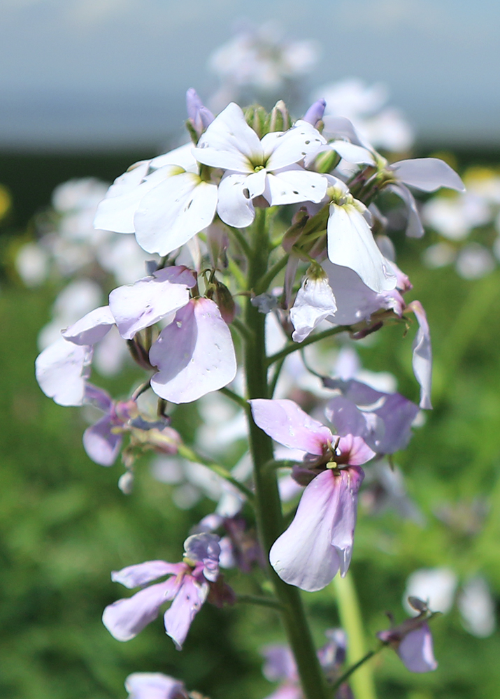 Image of Hesperis voronovii specimen.