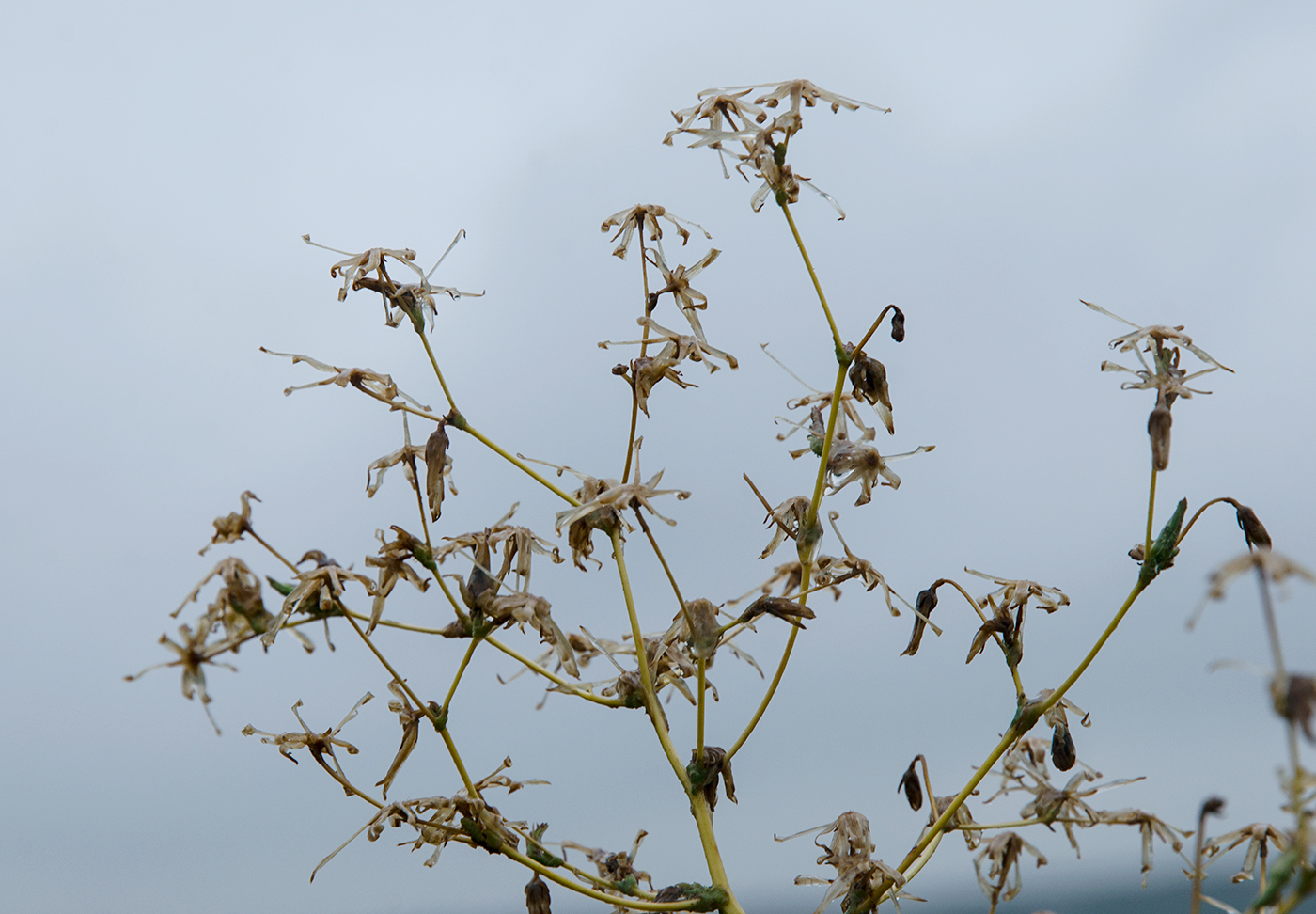 Image of Lactuca serriola specimen.