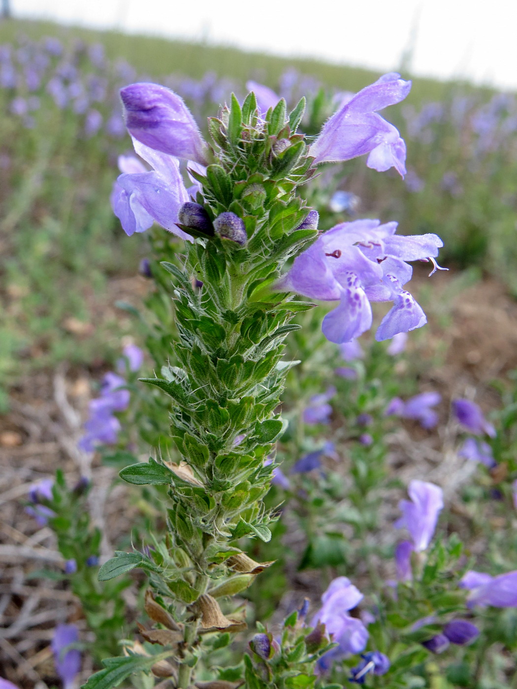 Изображение особи Dracocephalum olchonense.