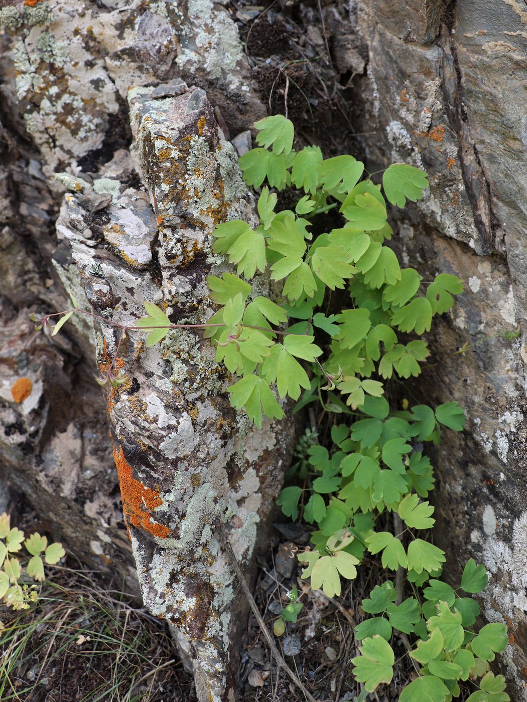 Image of Thalictrum sultanabadense specimen.