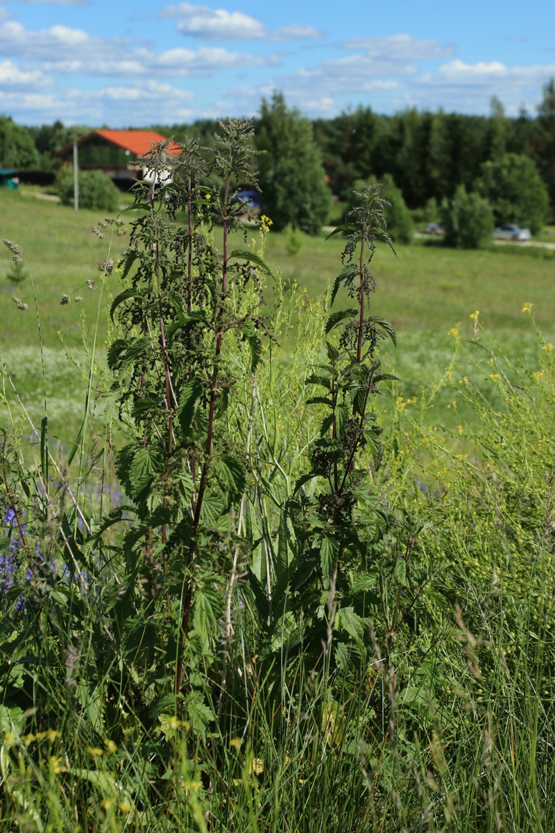 Image of Urtica dioica specimen.