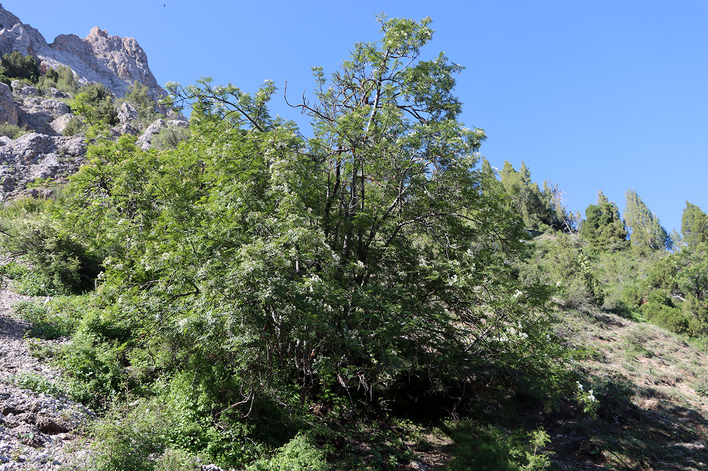 Image of Sorbus tianschanica specimen.