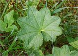 Alchemilla xanthochlora. Лист. Московская обл., Раменский р-н, окр. дер. Хрипань, садовый участок. 28.05.2024.