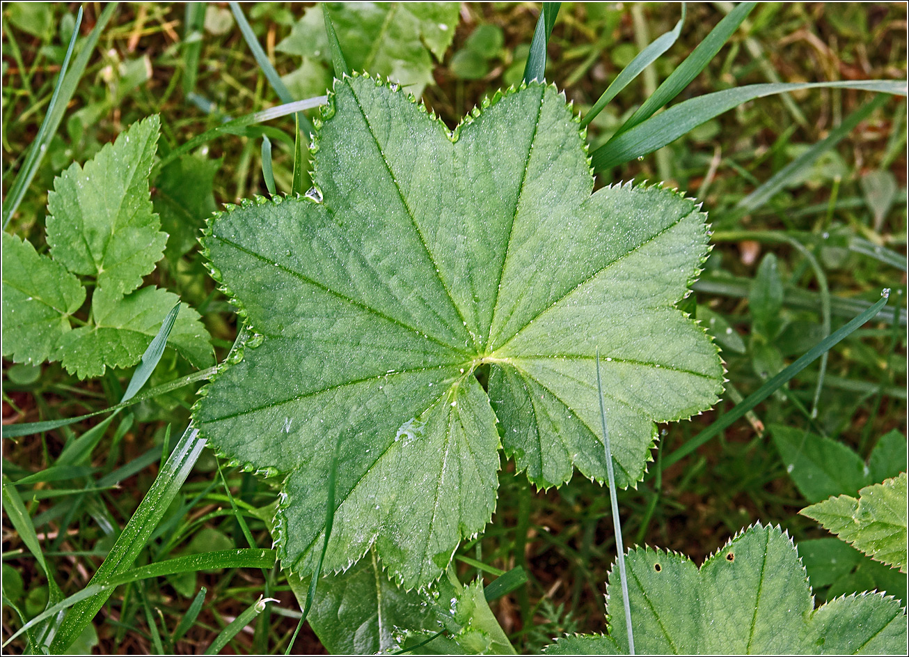 Image of Alchemilla xanthochlora specimen.