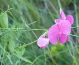 Lathyrus tuberosus. Верхушка побега с соцветием. Новосибирская обл., Карасукский р-н, с. Благодатное. Июль.