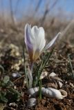 Crocus tauricus. Цветущее растение. Крым, Севастополь, Инкерман, гора Белая, высота 128 м н.у.м. 18.02.2025.