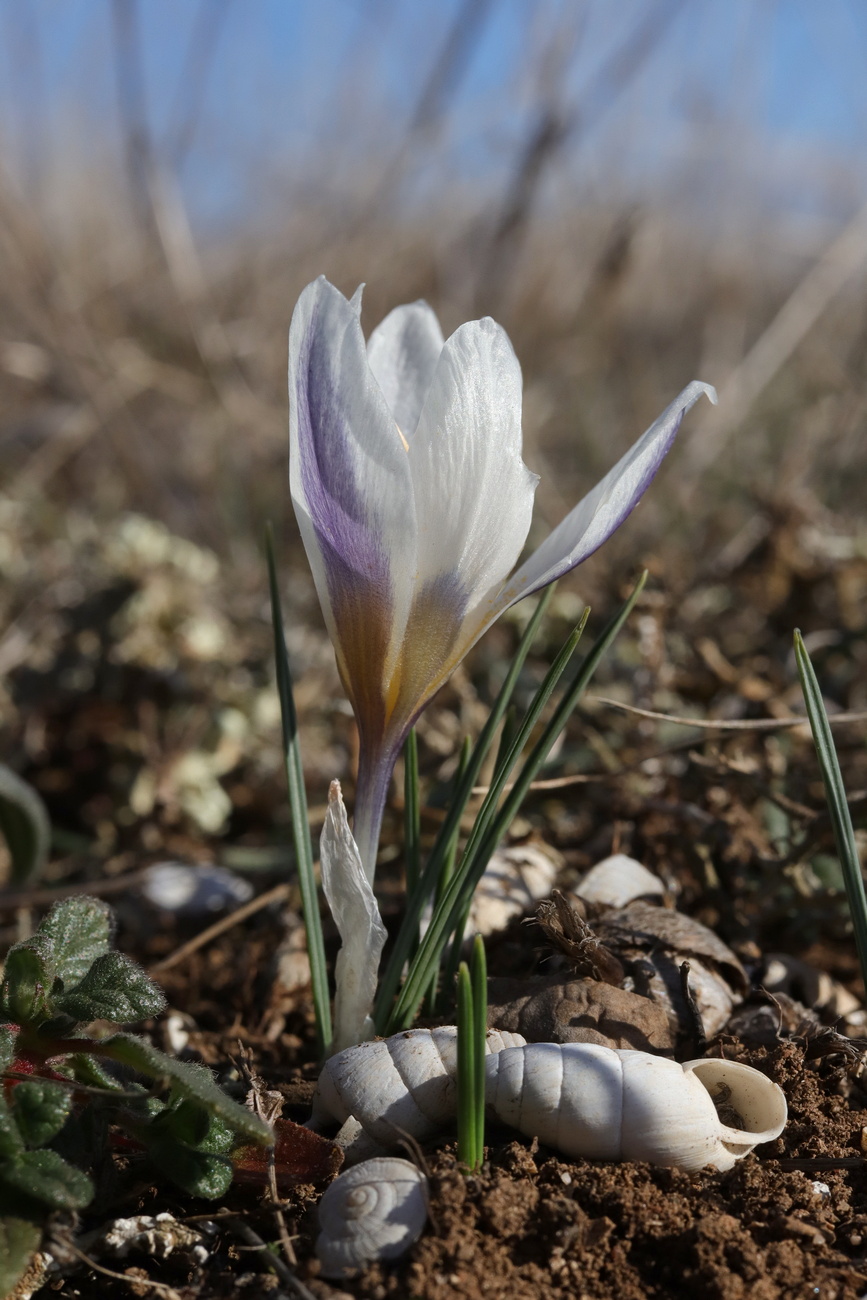 Изображение особи Crocus tauricus.