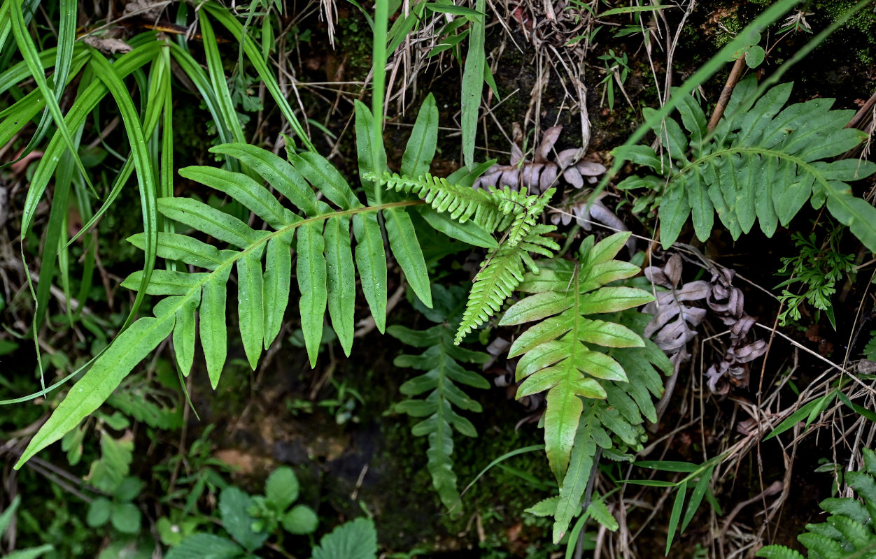 Image of Tectaria decurrens specimen.