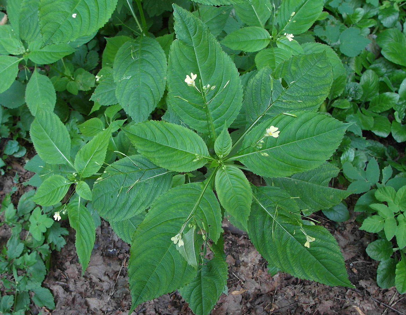 Image of Impatiens parviflora specimen.