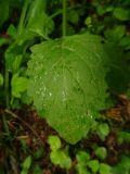 genus Lapsana