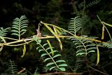 Смотреть изображение Indigofera heterantha
