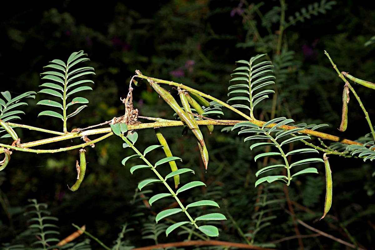 Image of Indigofera heterantha specimen.