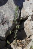 View full-size image Lens orientalis