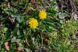 View full-size image Taraxacum officinale