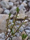 View full-size image genus Salix