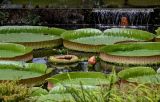 Смотреть изображение Victoria amazonica
