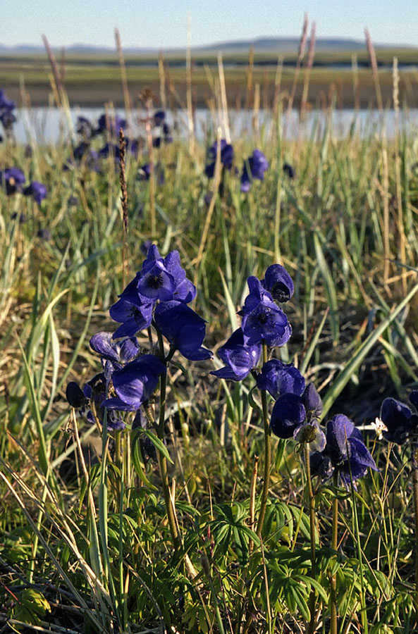 Изображение особи Aconitum productum.