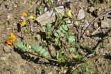 View full-size image Securigera orientalis