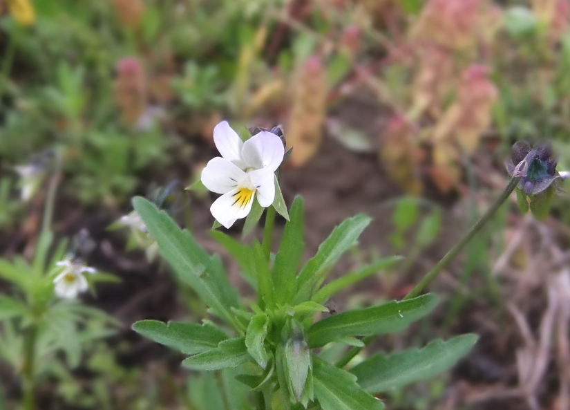 Изображение особи Viola arvensis.