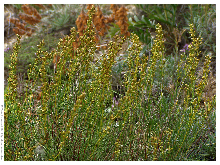 Image of Artemisia salsoloides specimen.