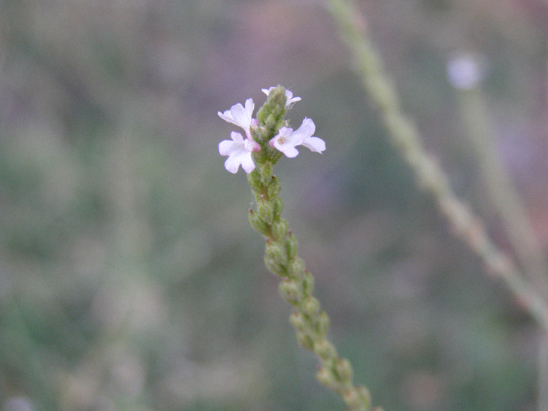 Image of Verbena officinalis specimen.