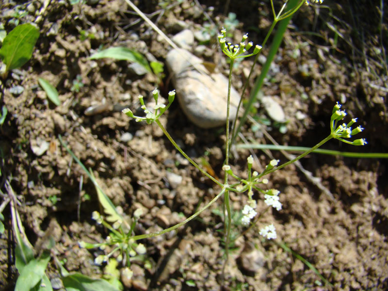 Image of Bunium sary-cheleki specimen.