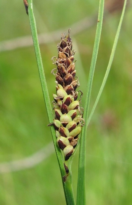 Изображение особи Carex nigra.