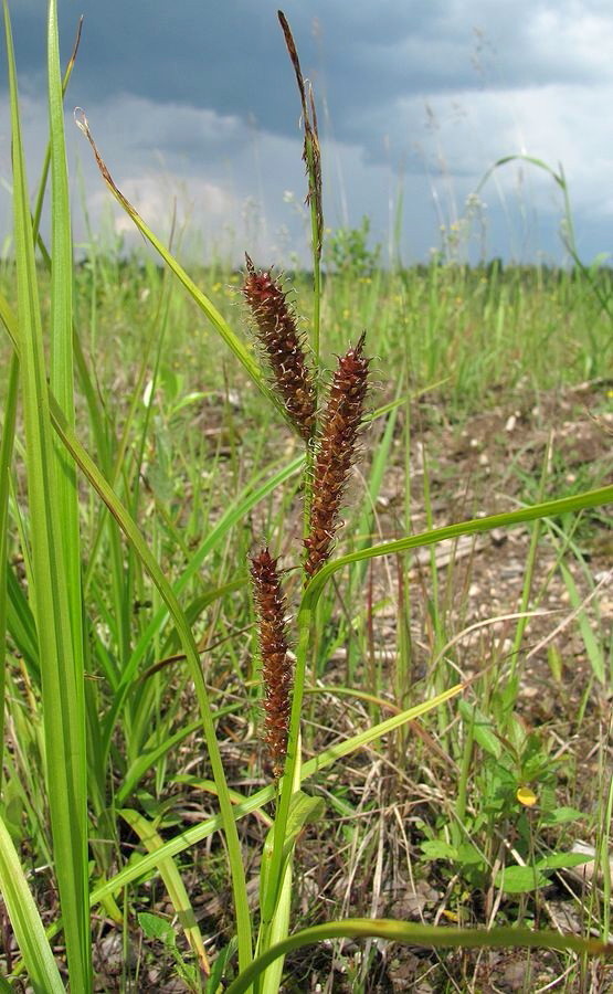 Image of Carex rhynchophysa specimen.