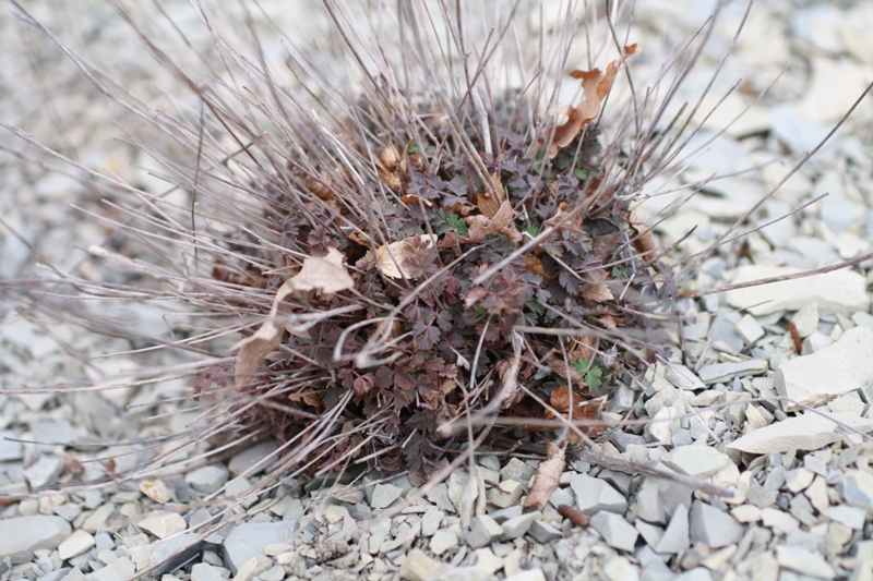 Изображение особи Pimpinella tragium.