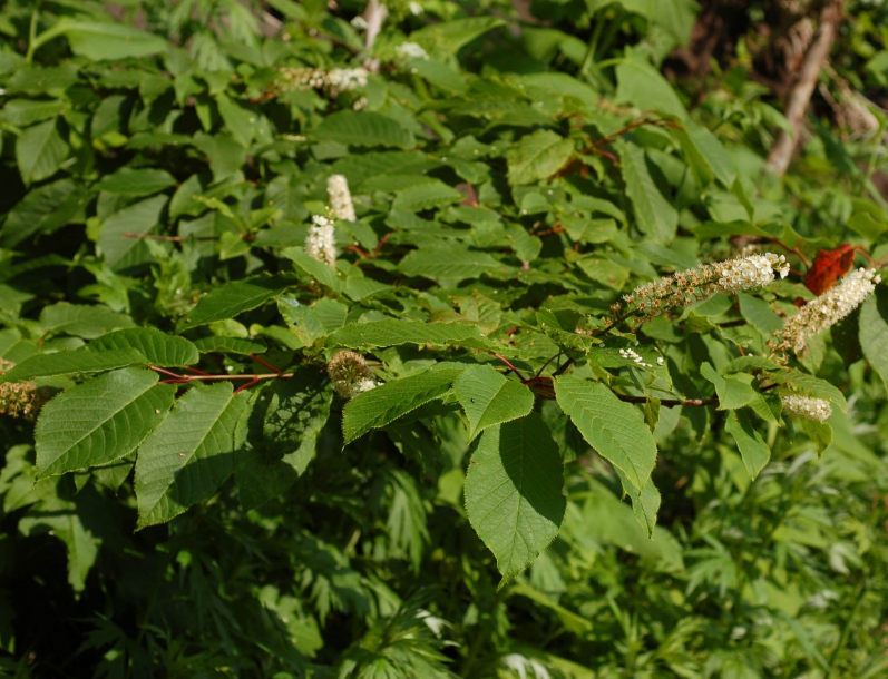 Image of Padus ssiori specimen.