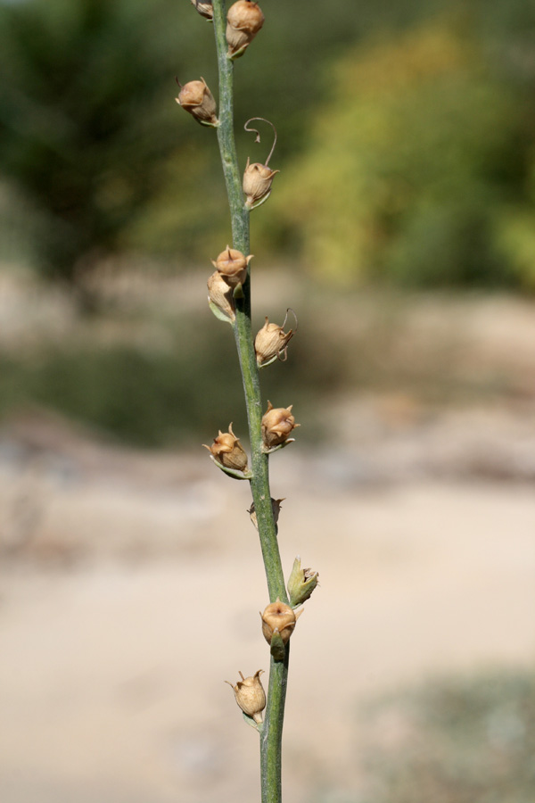 Image of Dodartia orientalis specimen.