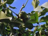 Juglans regia. Плоды и листья. Санкт-Петербург, Ботанический сад. 25.08.2011.