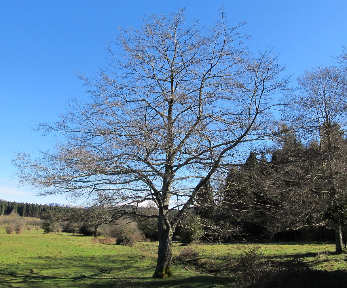 Image of Alnus glutinosa specimen.