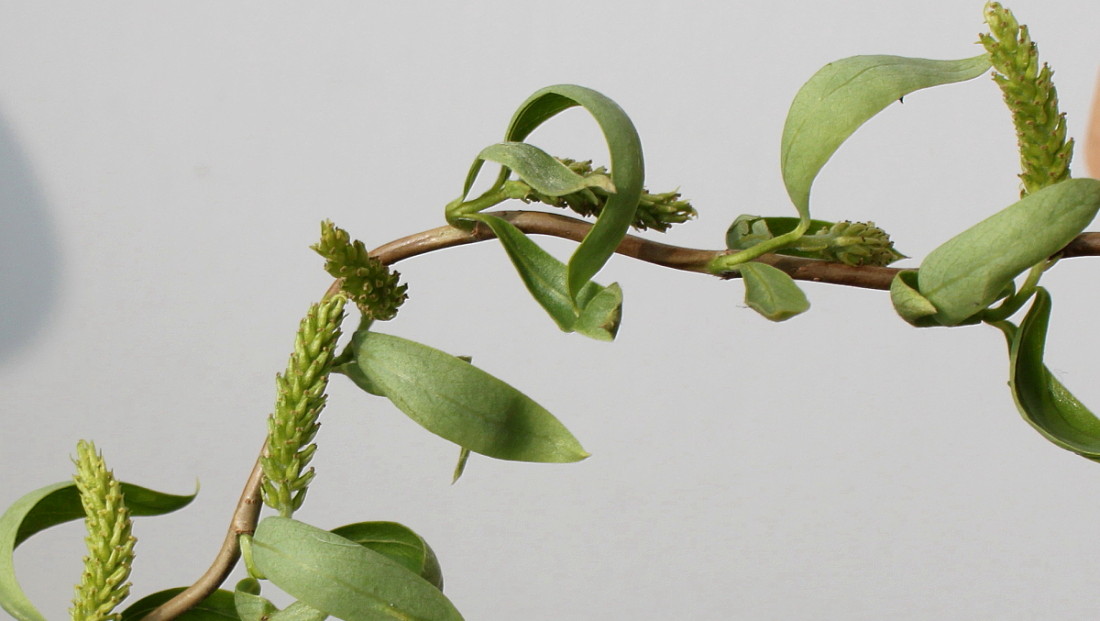 Image of Salix matsudana specimen.