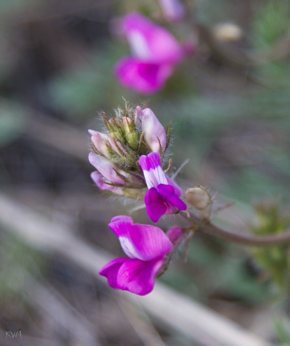 Изображение особи Oxytropis floribunda.