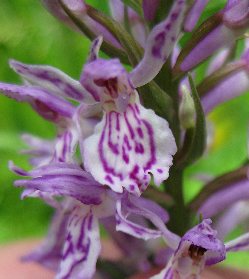 Image of Dactylorhiza maculata specimen.