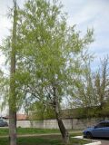 Populus alba. Сравнительно молодое плодоносящее дерево. Киев, Южная Борщаговка. 24 апреля 2012 г.