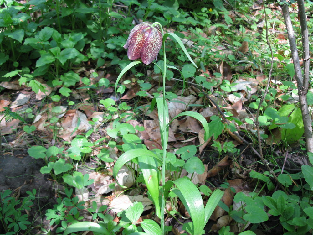 Изображение особи Fritillaria grandiflora.